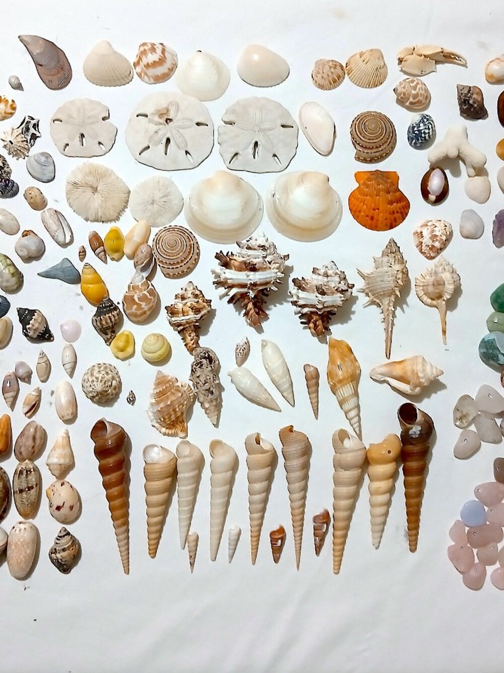 Large Mixed Seashell & Crystal Collection Lot – Sand Dollars Coral Beach Decor